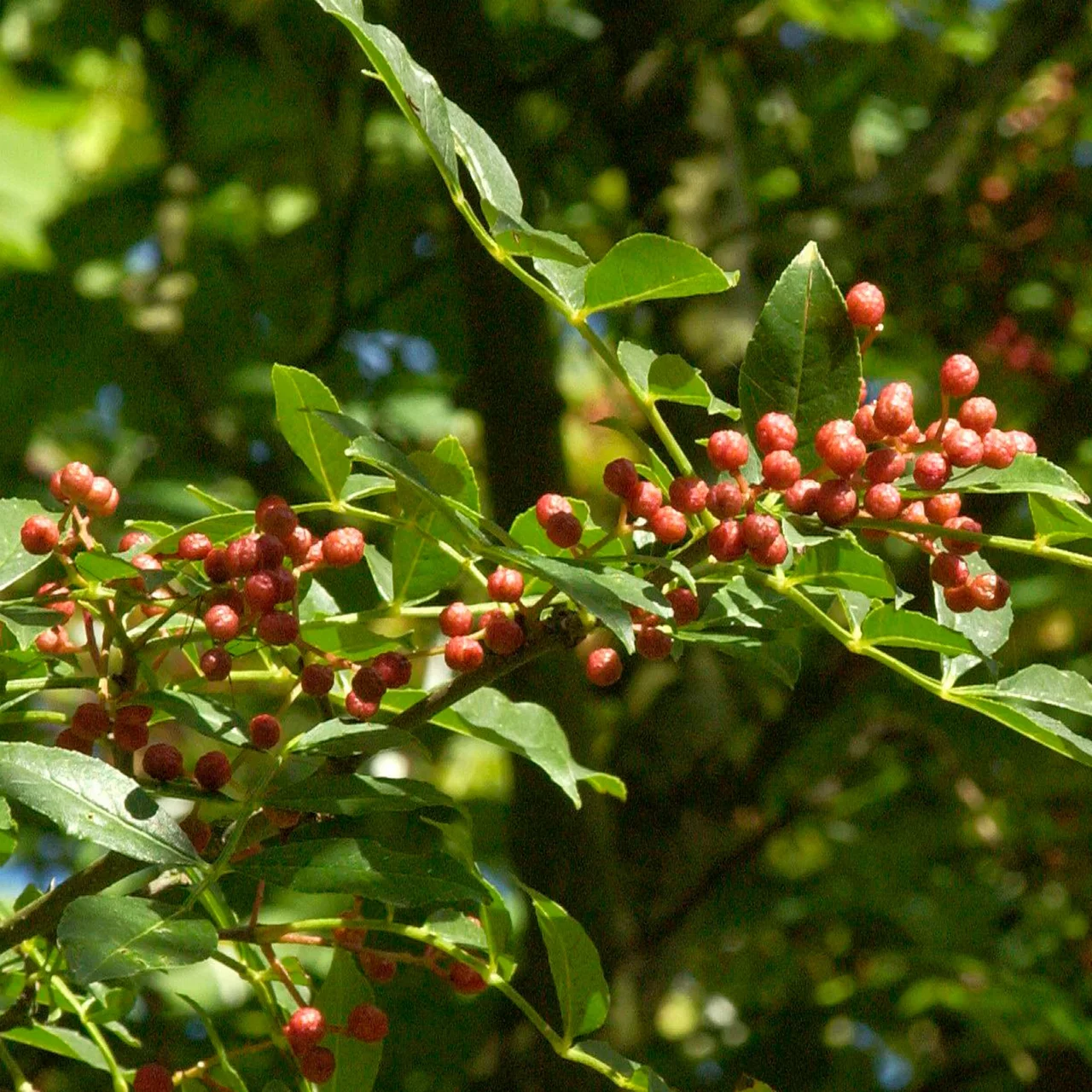 SzechuanPfeffer BioBlütenstrauch für naturnahe Gärten